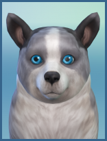 ansehen Cardigan Welsh Corgi Aron Welpe